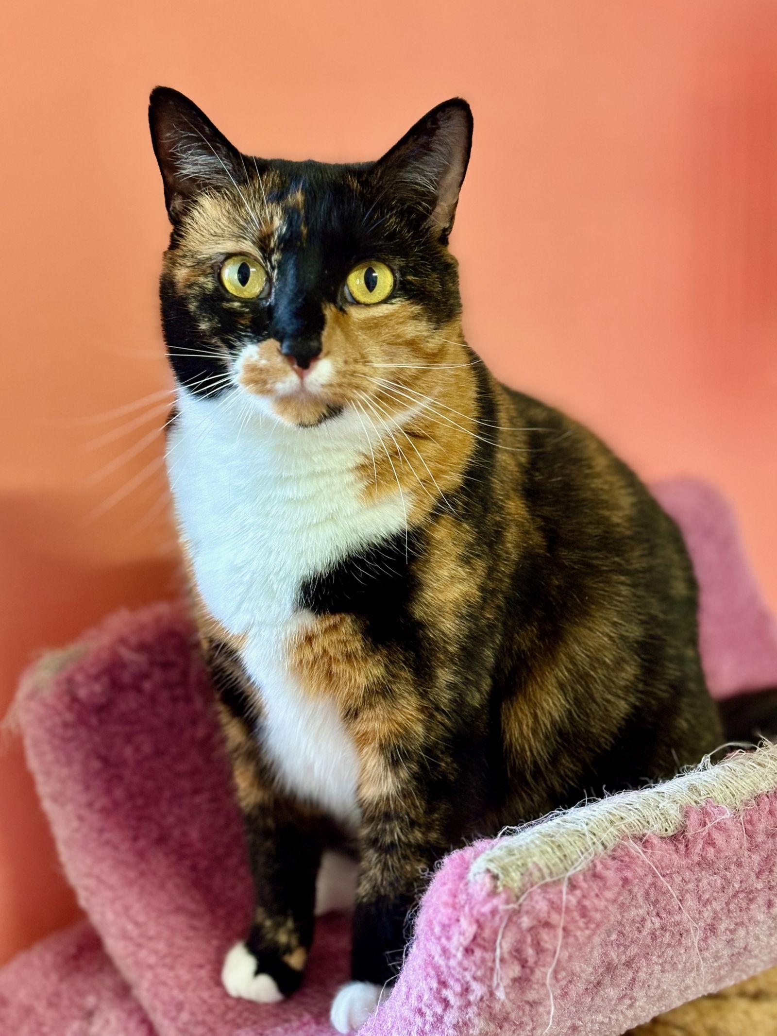 Hope, a Adoptable Calico in Flint Hill, VA image 2/3