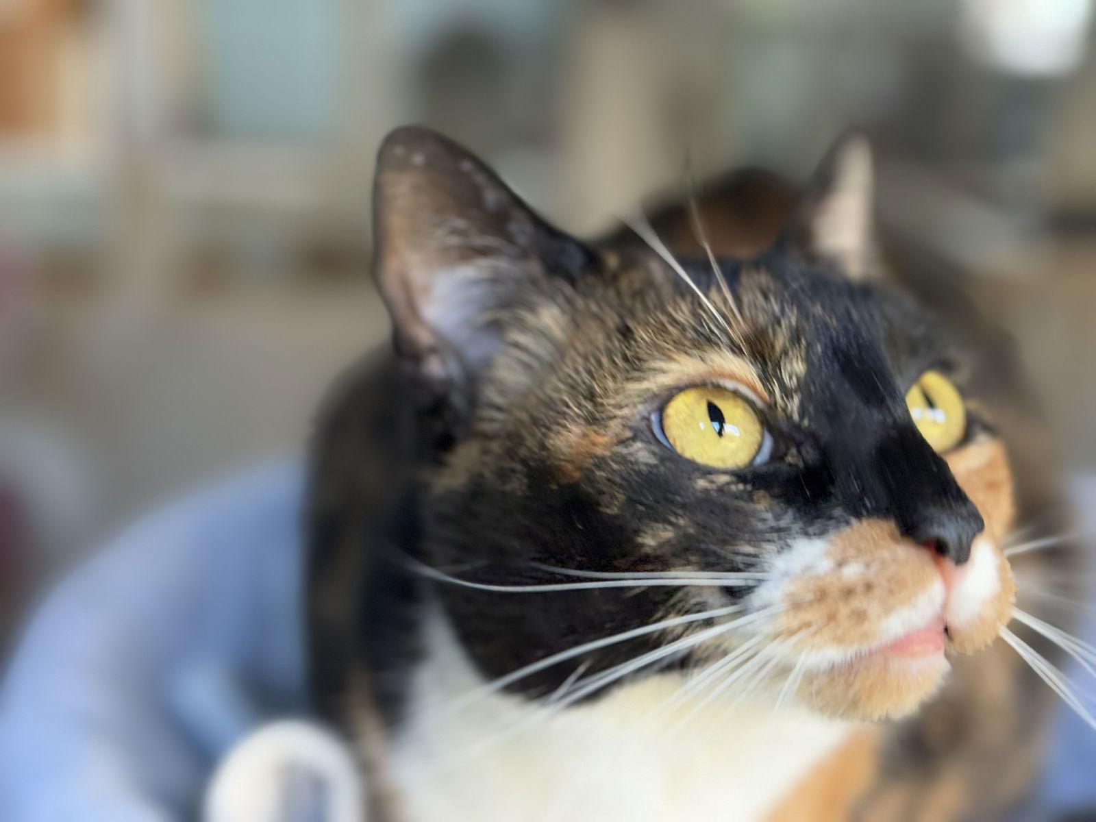 Hope, a Adoptable Calico in Flint Hill, VA image 3/3