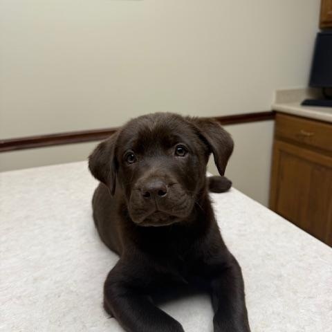 Enlarge Miles, an adopted Labrador Retriever in Indianapolis, IN image 1/6