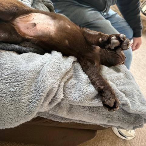 Enlarge Miles, an adopted Labrador Retriever in Indianapolis, IN image 5/6