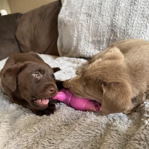 Enlarge Miles, an adopted Labrador Retriever in Indianapolis, IN image 2/6