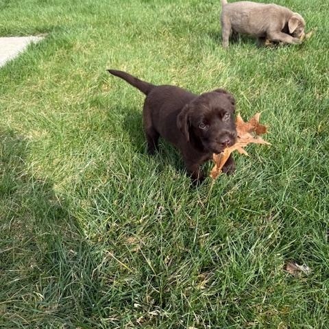 Enlarge Miles, an adopted Labrador Retriever in Indianapolis, IN image 4/6