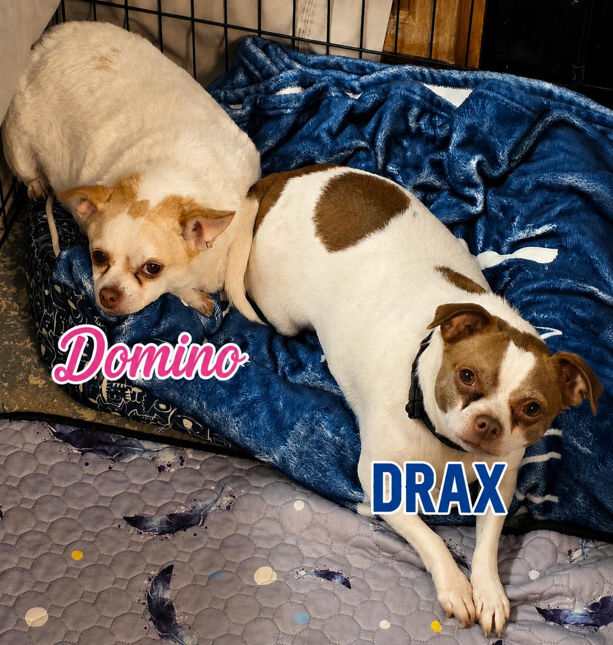 Domino & Drax, ADOPTABLE, Adult Male Chihuahua & Jack Russell Terrier.