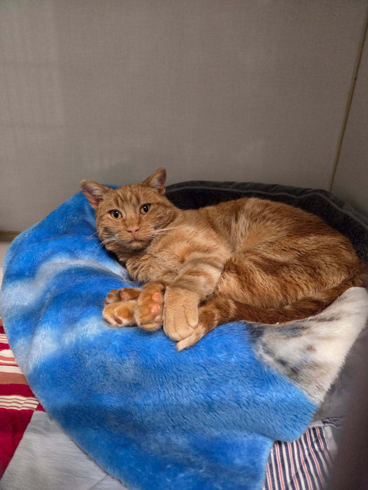 Enlarge Romeo, a ADOPTABLE Domestic Short Hair in wetaskiwin, AB image 1/2