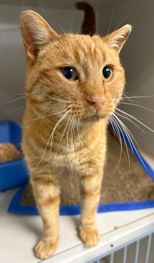 Enlarge Romeo, a ADOPTABLE Domestic Short Hair in wetaskiwin, AB image 2/2