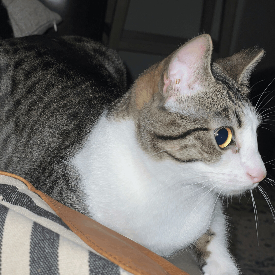 Stella, a Adoptable mixed breed in Dallas, TX image 1/5