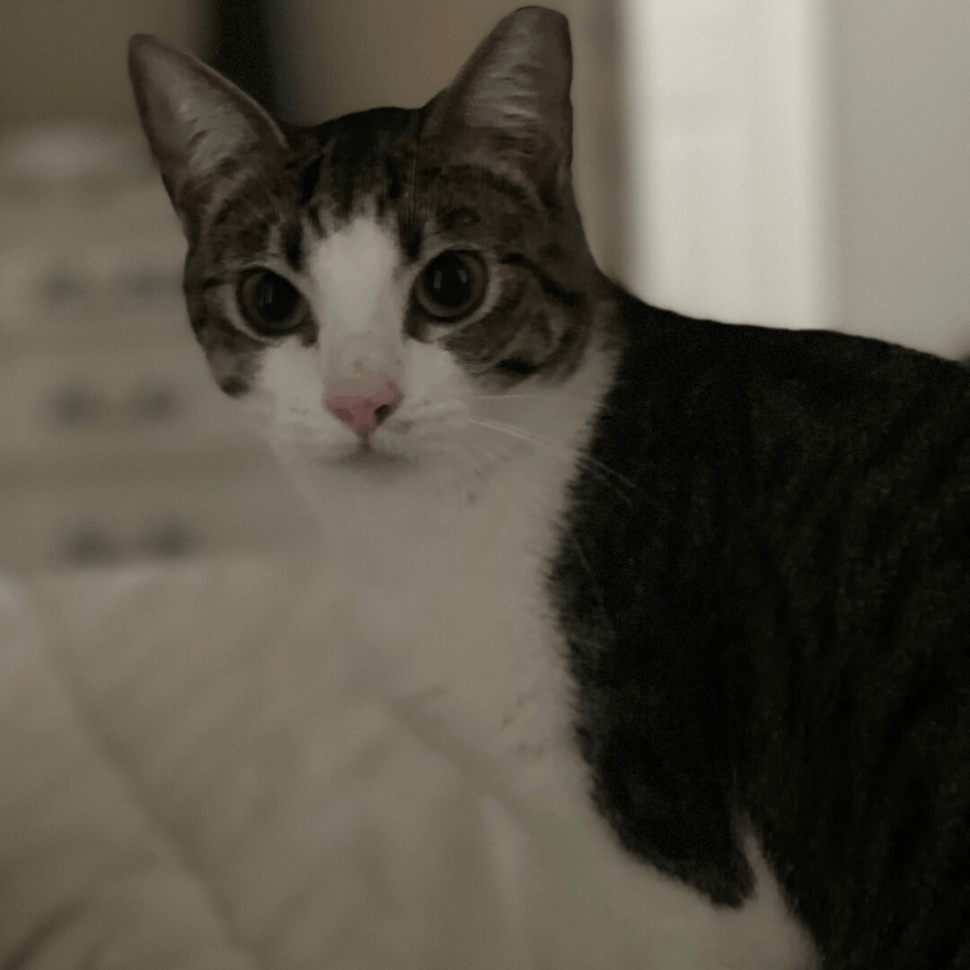 Stella, a Adoptable mixed breed in Dallas, TX image 2/5