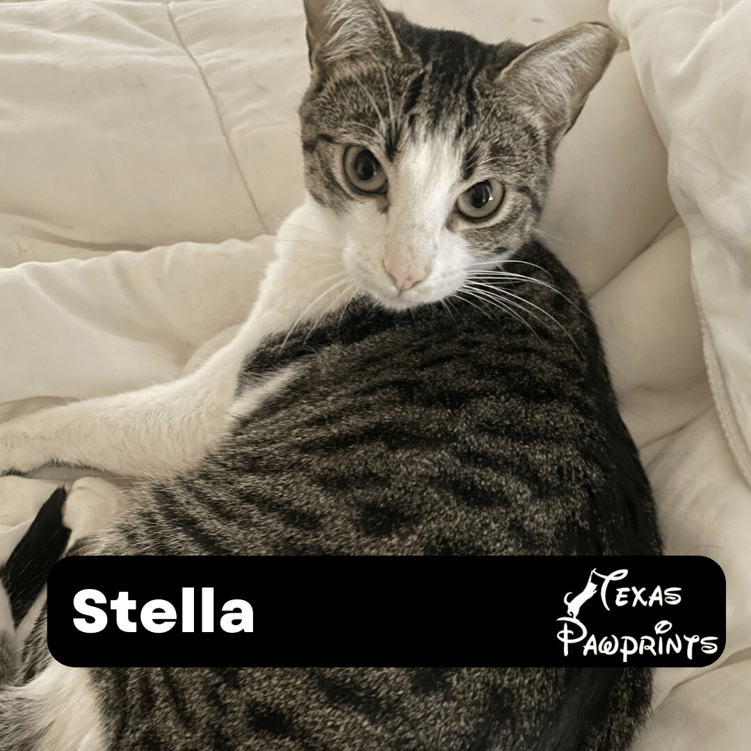 Stella, Baby Female Domestic Short Hair