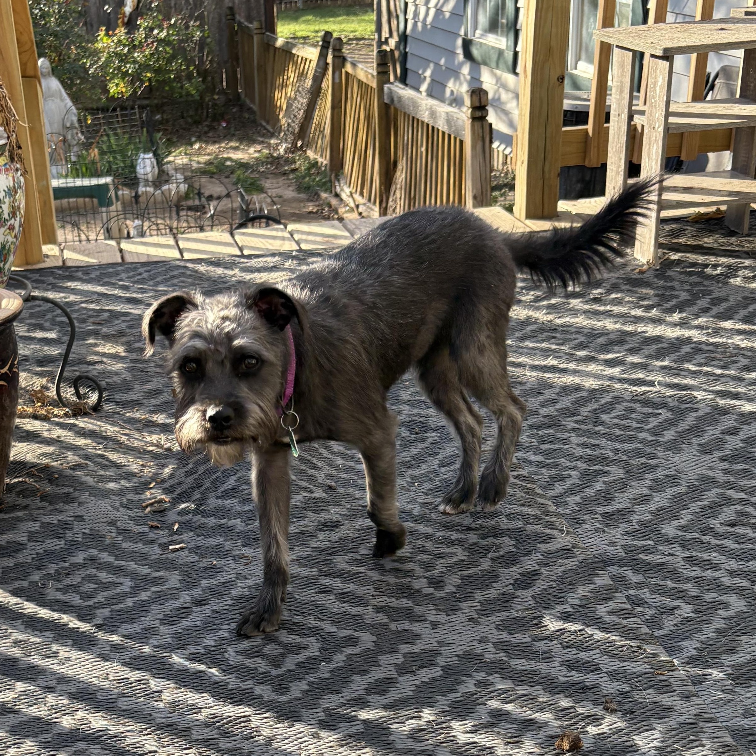 Enlarge Pup pup, a ADOPTABLE mixed breed in Weatherford, TX image 3/3