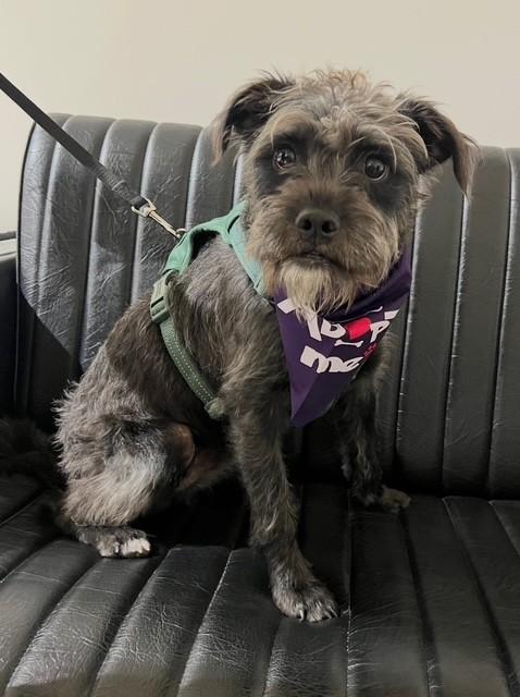 Pup pup, ADOPTABLE, Puppy Male Schnauzer.