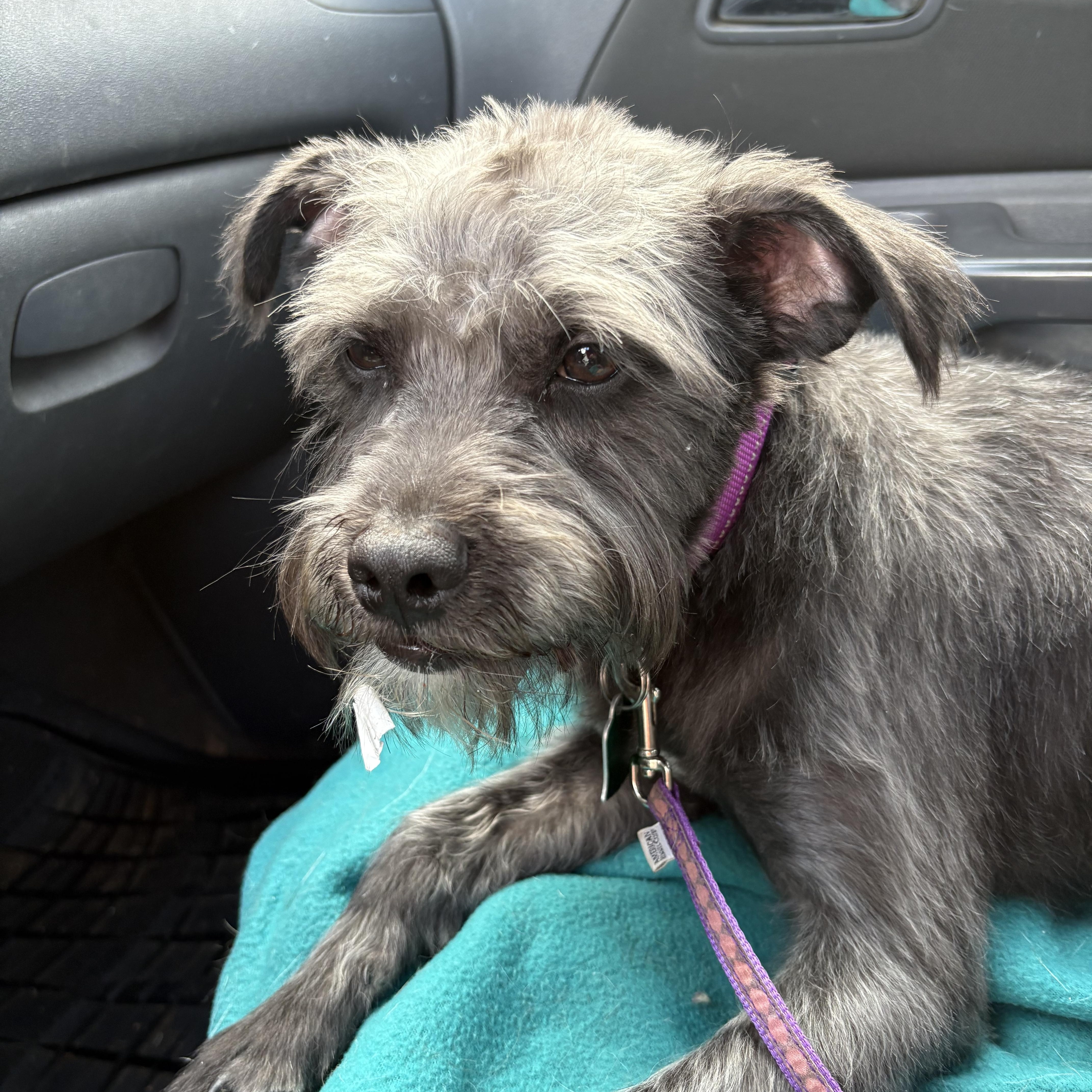 Enlarge Pup pup, a ADOPTABLE mixed breed in Weatherford, TX image 1/3