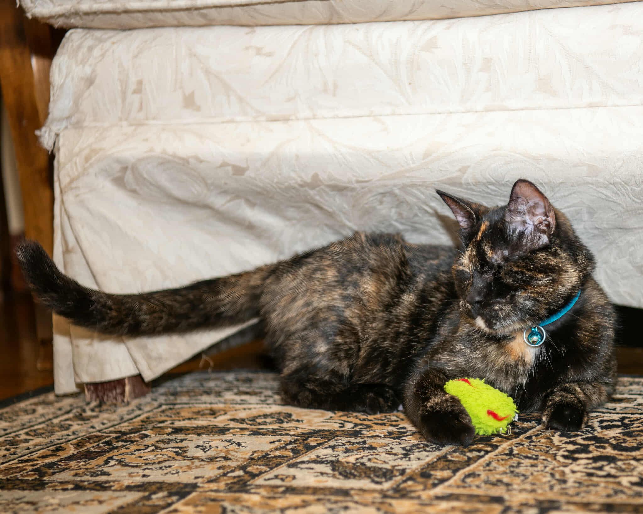 Coco, a Adoptable Tortoiseshell in Pittsburgh, PA image 1/6