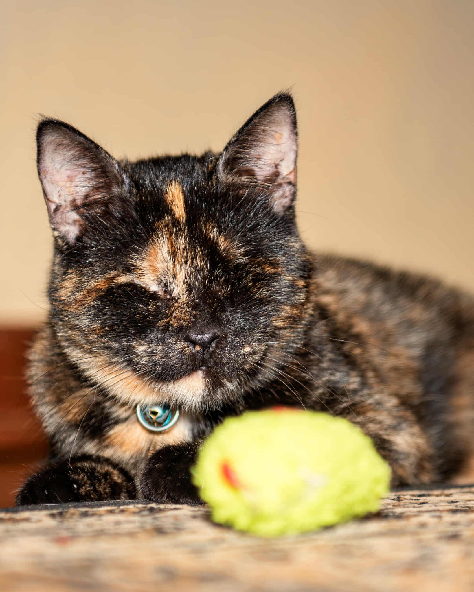 Coco, a Adoptable Tortoiseshell in Pittsburgh, PA image 2/6
