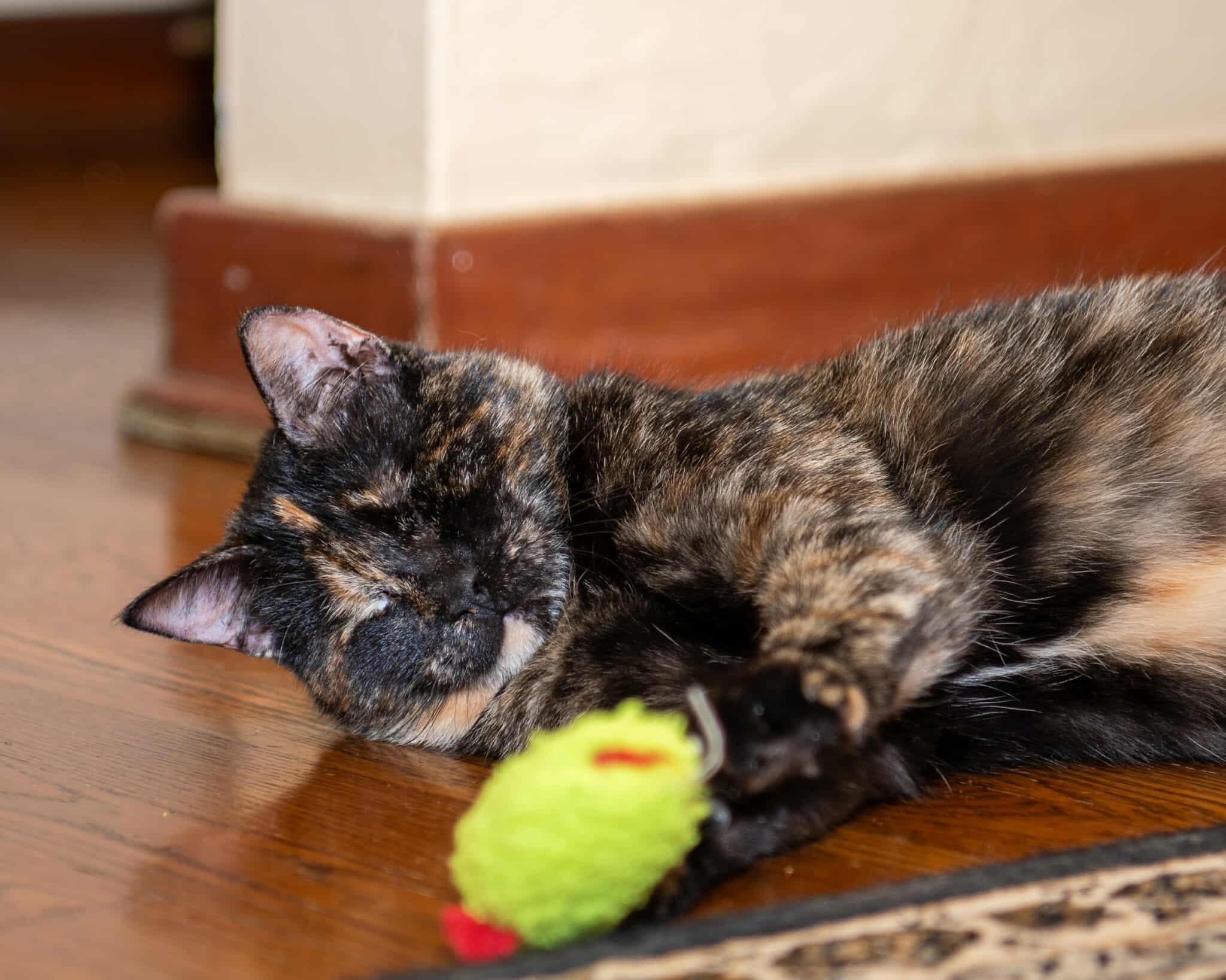 Coco, Adoptable, Adult Female Tortoiseshell.