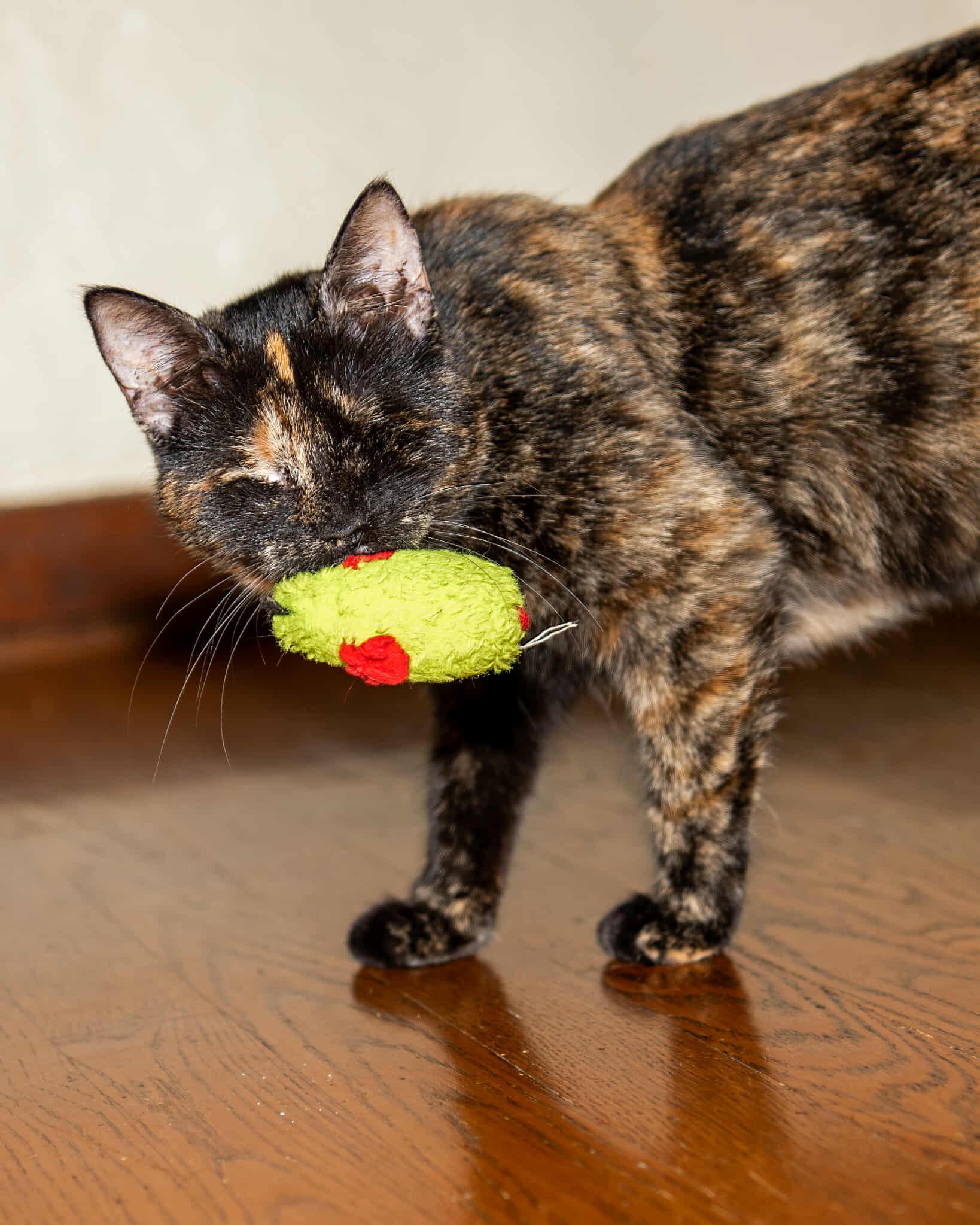 Coco, a Adoptable Tortoiseshell in Pittsburgh, PA image 4/6