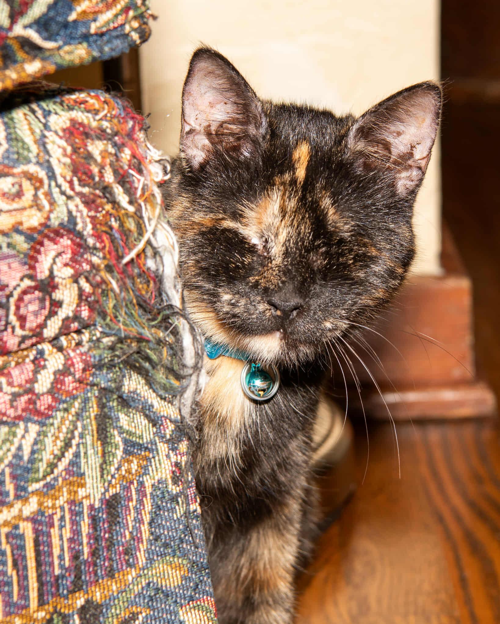 Coco, a Adoptable Tortoiseshell in Pittsburgh, PA image 5/6