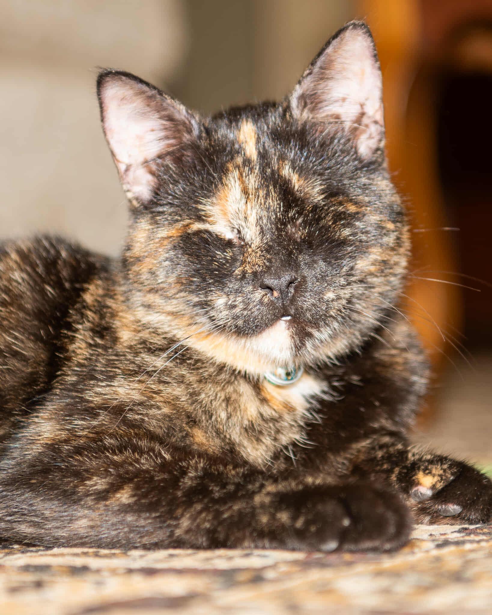 Coco, a Adoptable Tortoiseshell in Pittsburgh, PA image 6/6