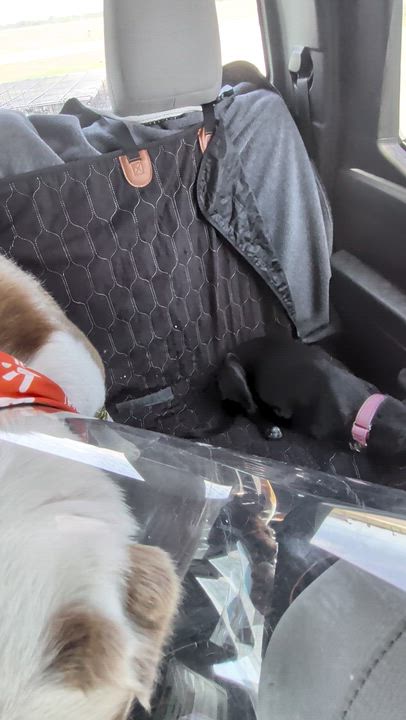 Enlarge Clyde, a Adoptable mixed breed in Denver, CO video 2/3