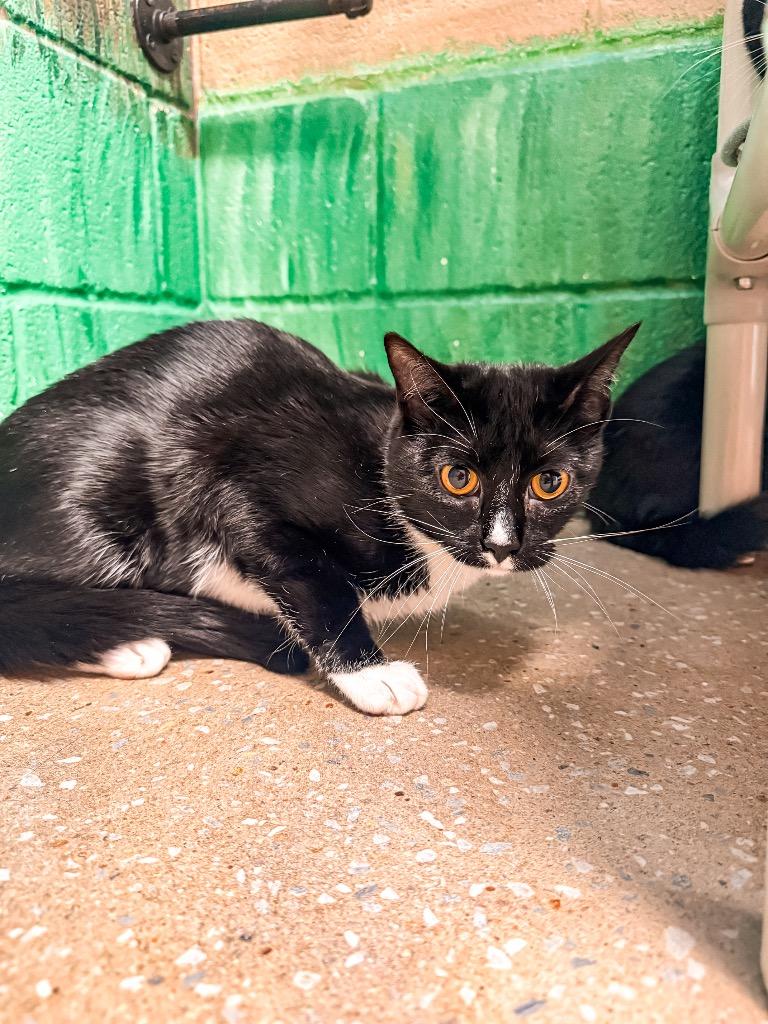 Dot, Adoptable, Young Female Domestic Short Hair.