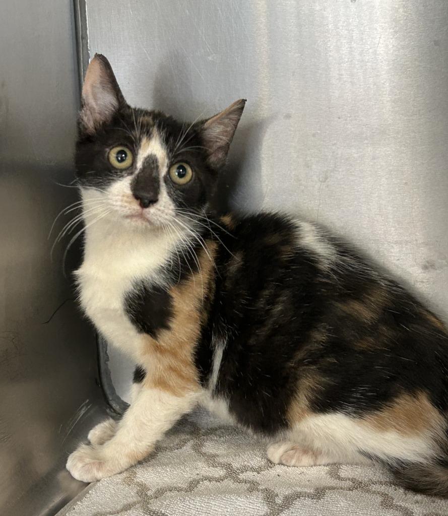 Enlarge Spice, a Adoptable mixed breed in Sunnyvale, TX image 2/3