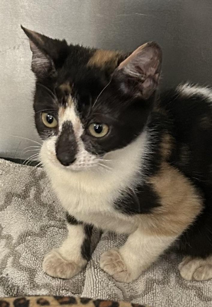 Enlarge Spice, a Adoptable mixed breed in Sunnyvale, TX image 3/3