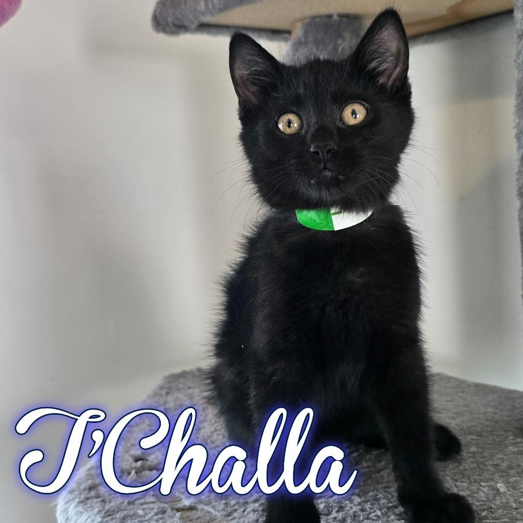 T'Challa, Adoptable, Kitten Male Domestic Short Hair.