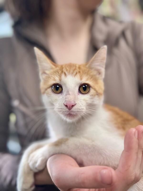 Enlarge Homeboy, a Adoptable Domestic Short Hair in Wooster, OH image 1/1