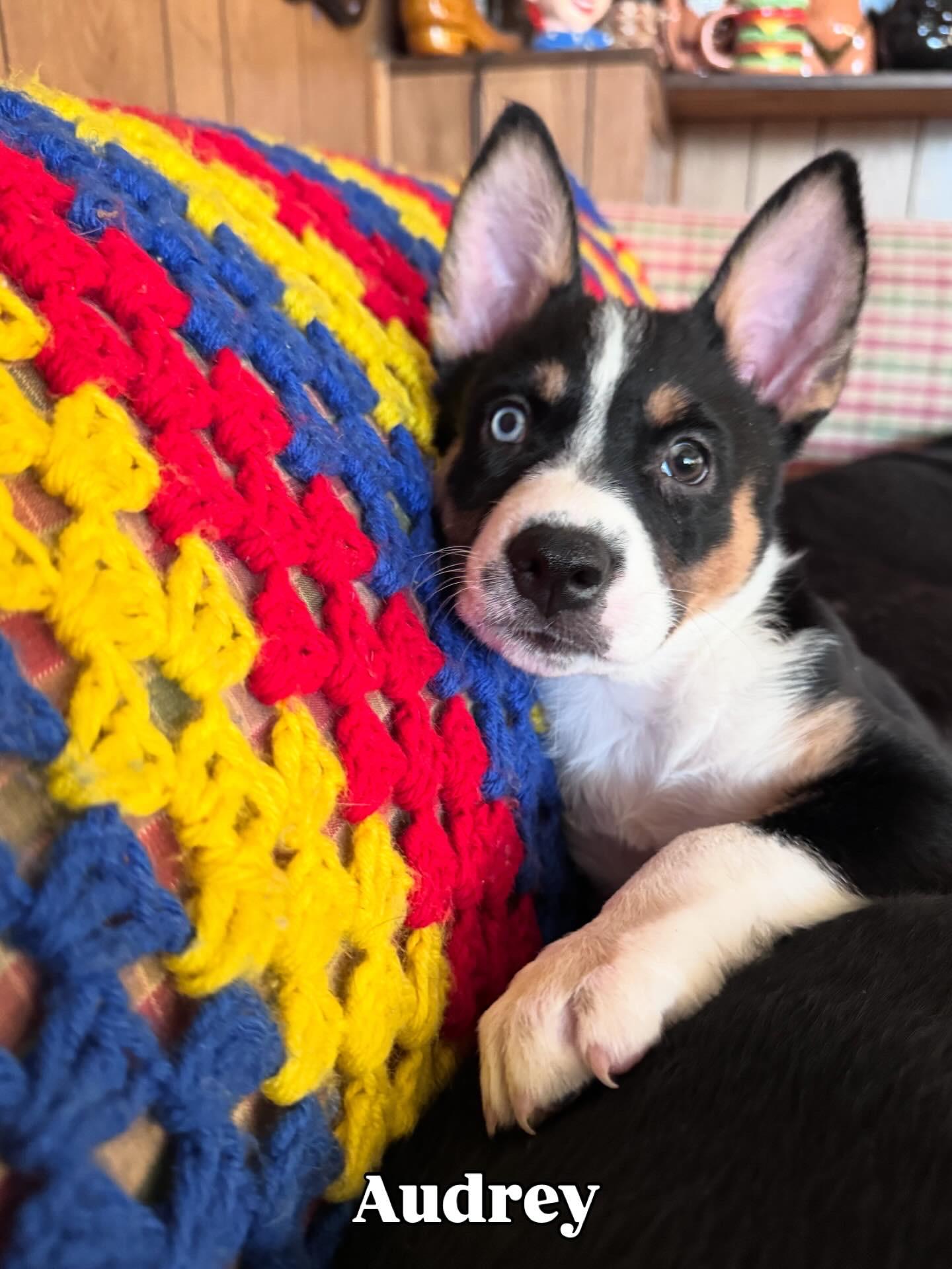 Enlarge Audrey, a ADOPTABLE mixed breed in Whittier, CA image 1/1