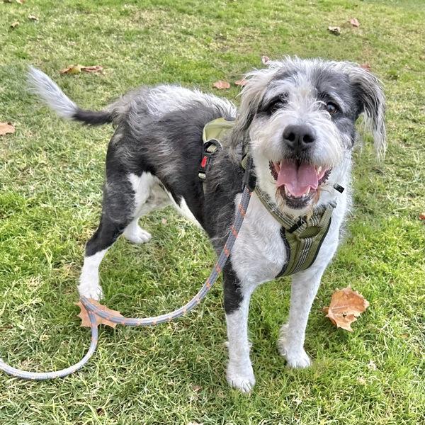 Bentley, Adoptable, Adult Male Terrier & Wheaten Terrier.
