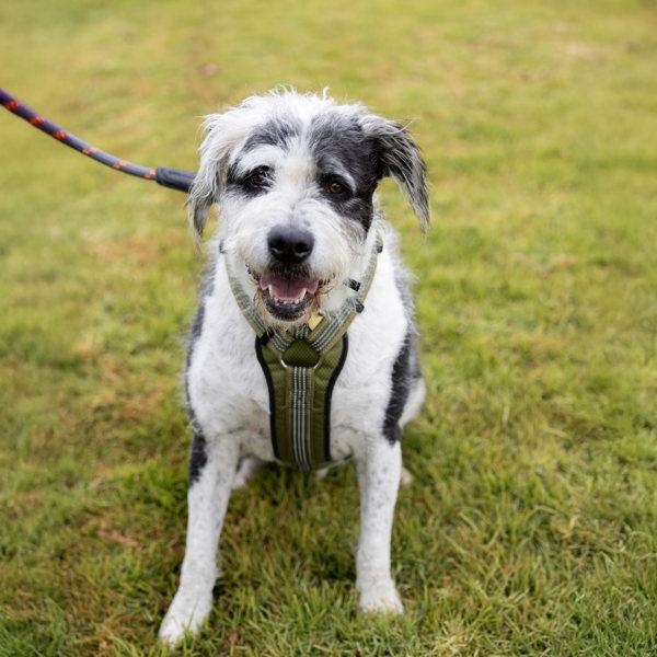 Enlarge Bentley, a Adoptable mixed breed in Dublin, CA image 2/3