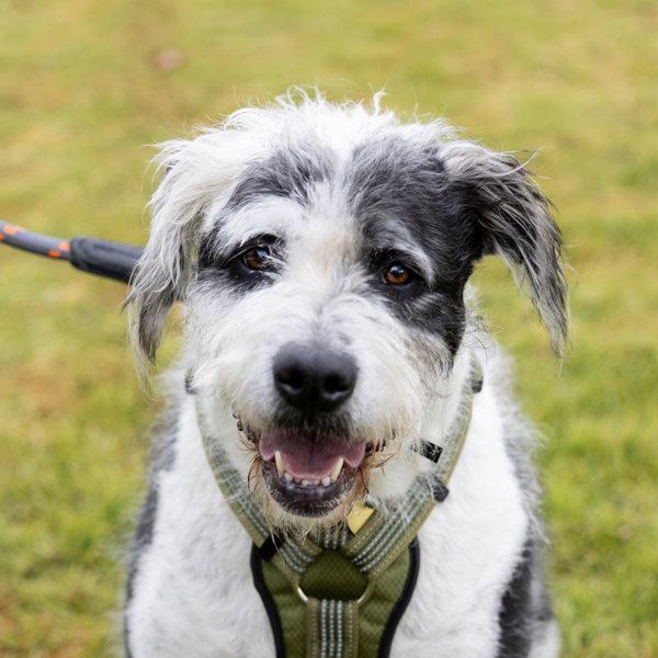 Enlarge Bentley, a Adoptable mixed breed in Dublin, CA image 3/3
