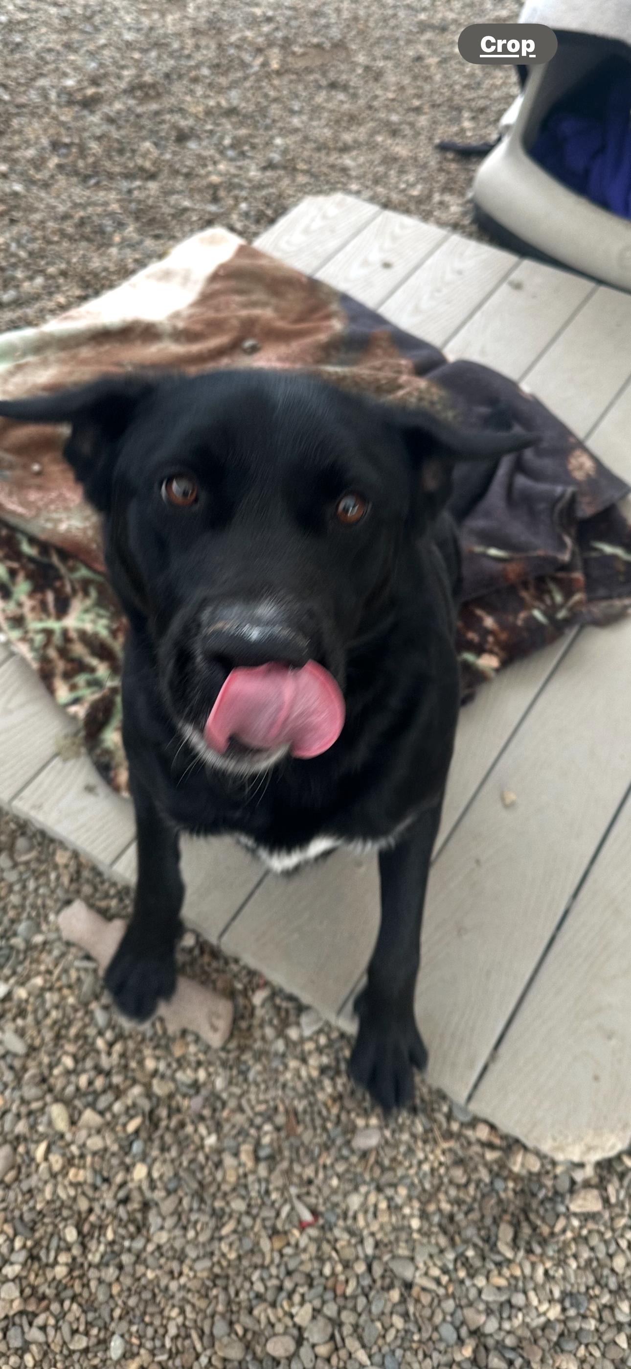 Andy, Adoptable, Young Male Mixed Breed.