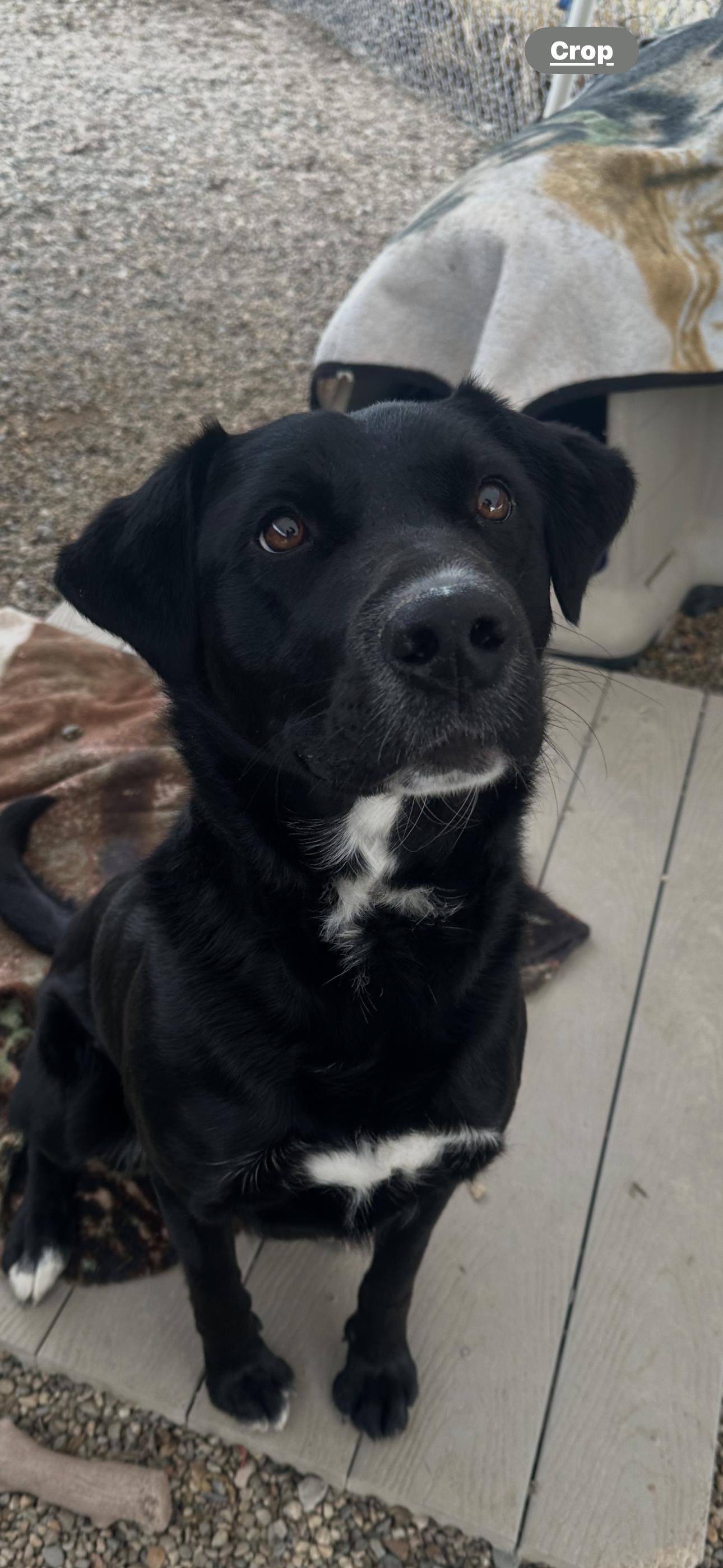 Enlarge Andy, a Adoptable Mixed Breed in Emmett, ID image 2/4