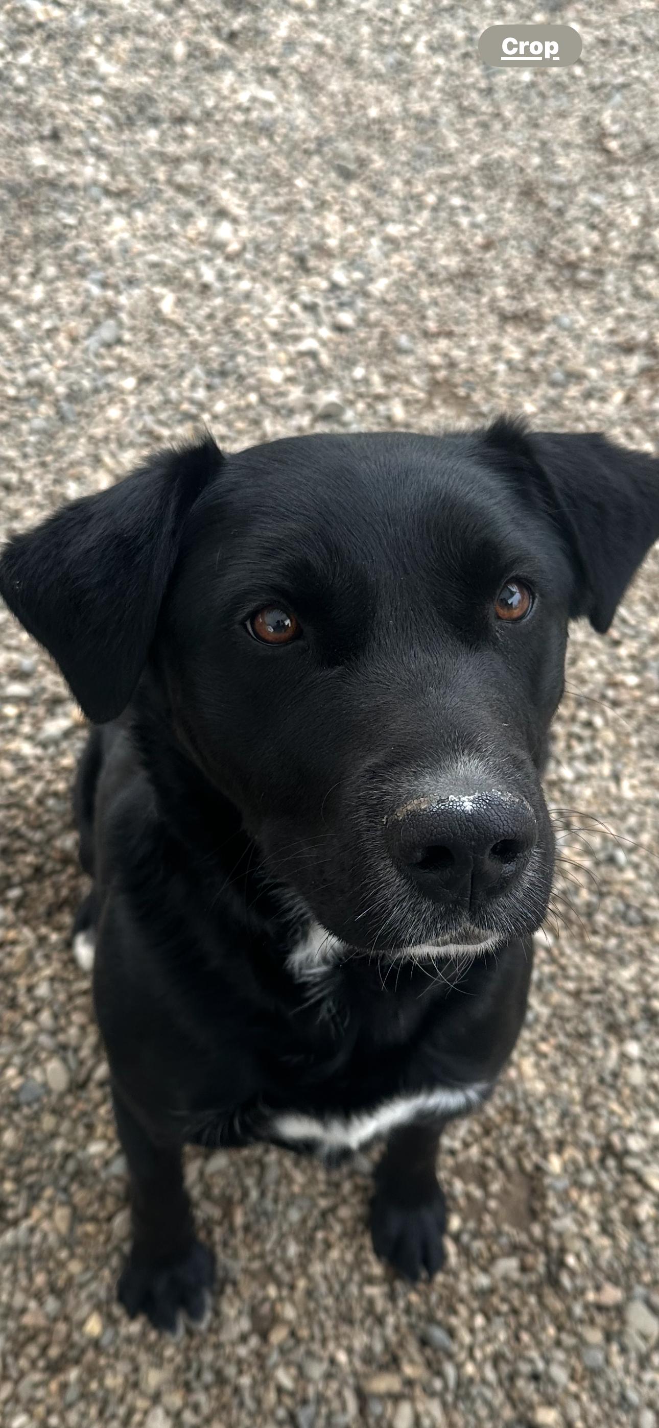 Enlarge Andy, a Adoptable Mixed Breed in Emmett, ID image 3/4