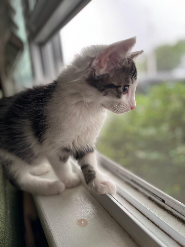 Jethro Paw, a Adoptable mixed breed in Pawtucket, RI image 4/6