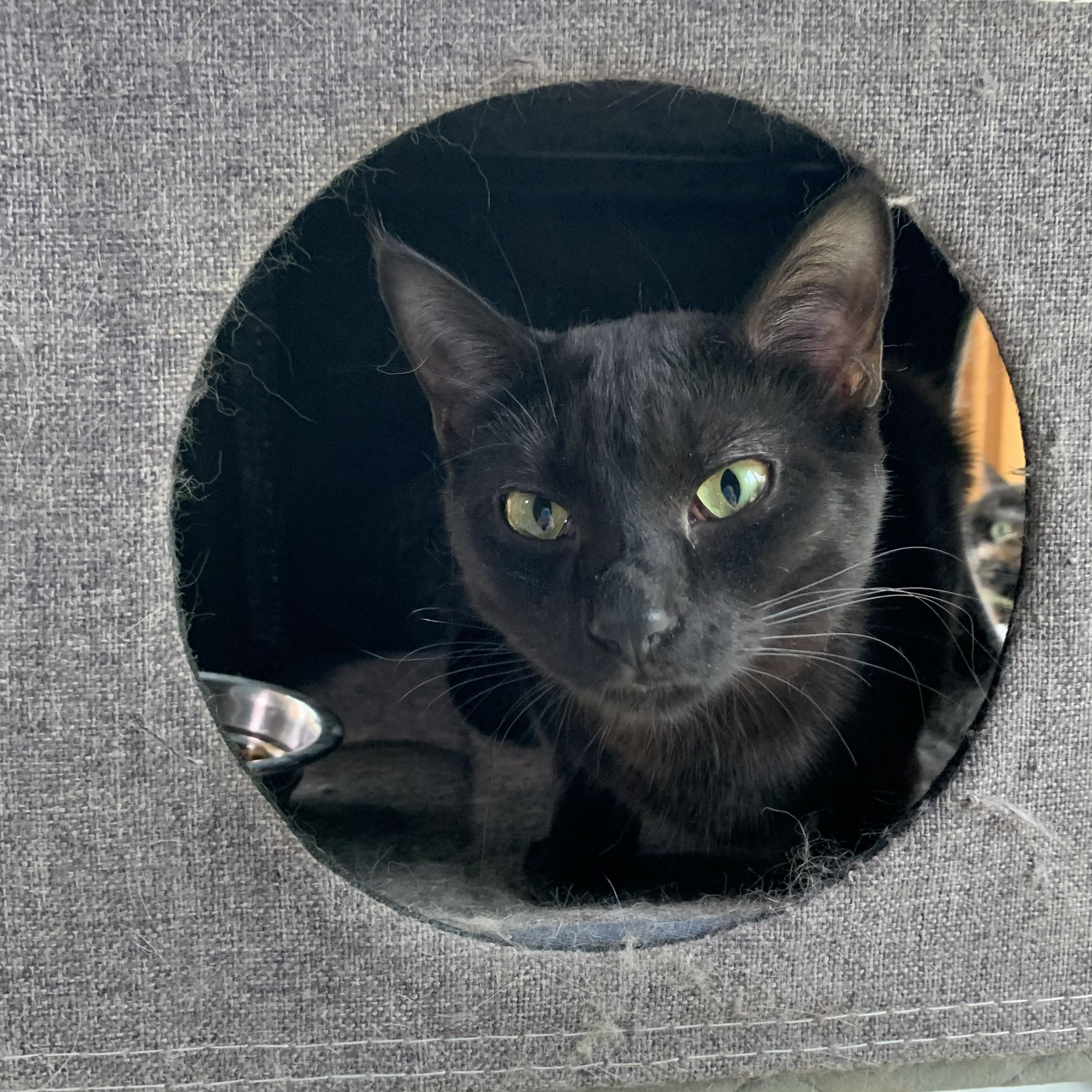 Coco, a Adoptable Domestic Short Hair in Stockholm, WI image 2/5