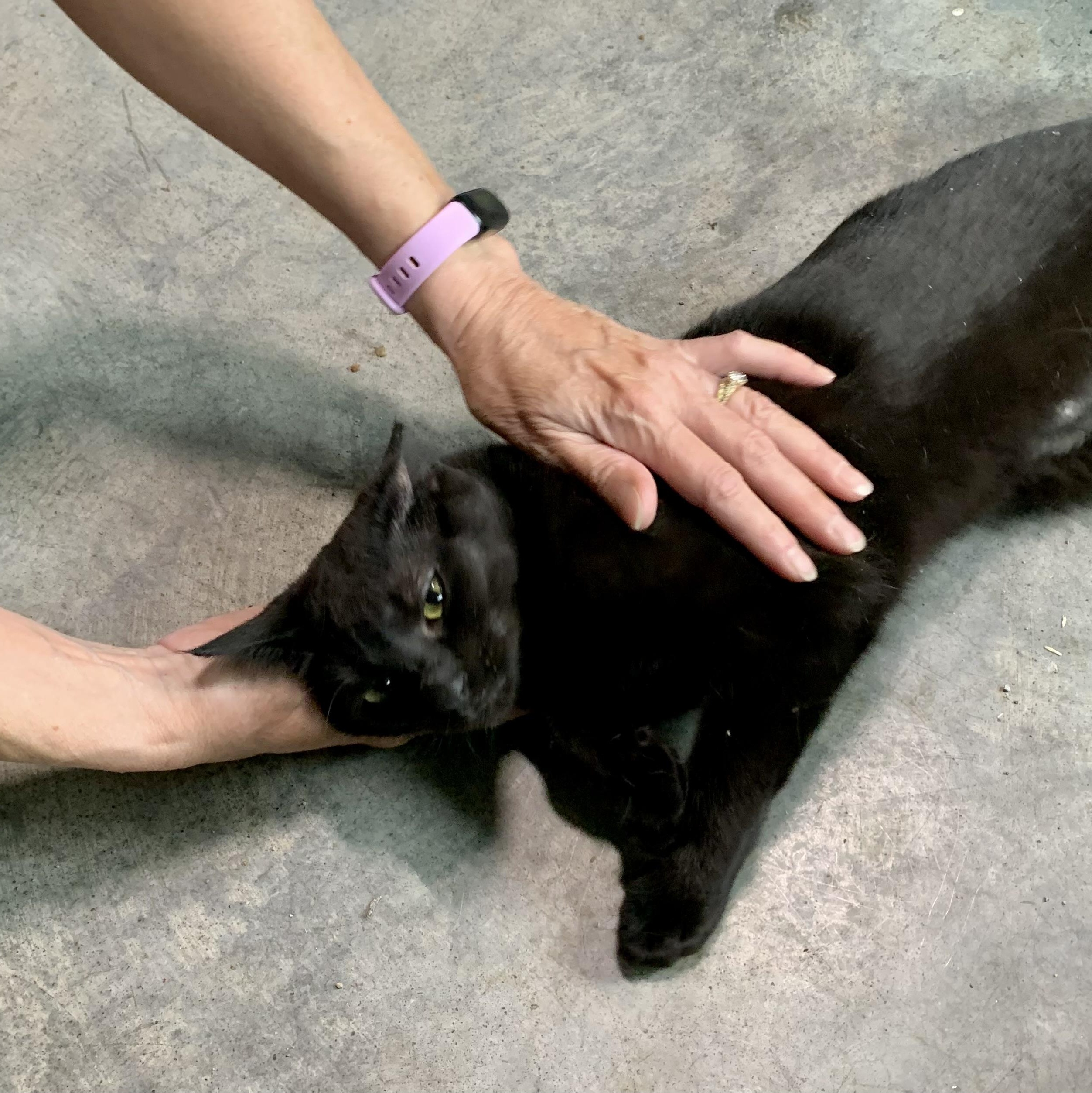 Coco, a Adoptable Domestic Short Hair in Stockholm, WI image 3/5