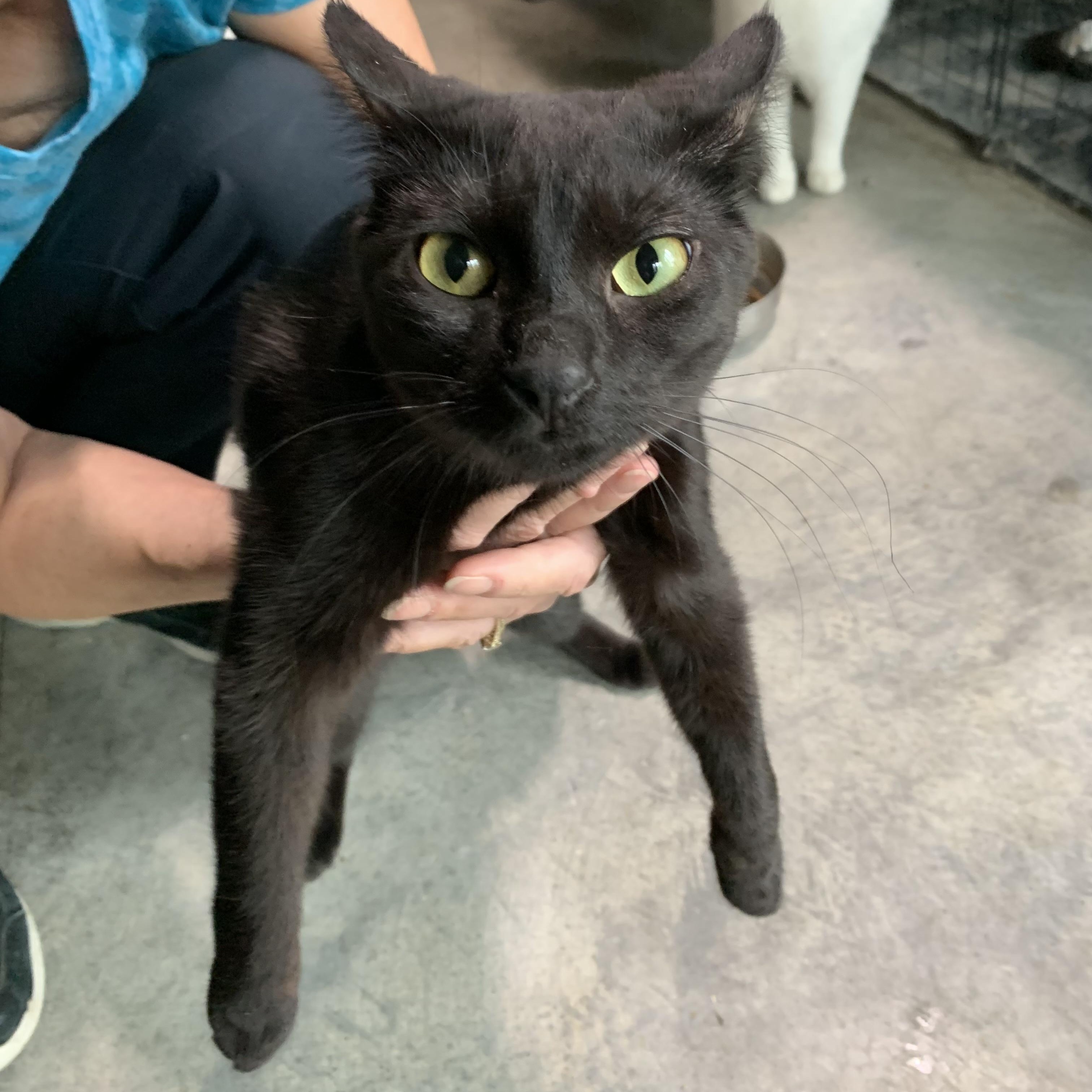 Coco, a Adoptable Domestic Short Hair in Stockholm, WI image 4/5