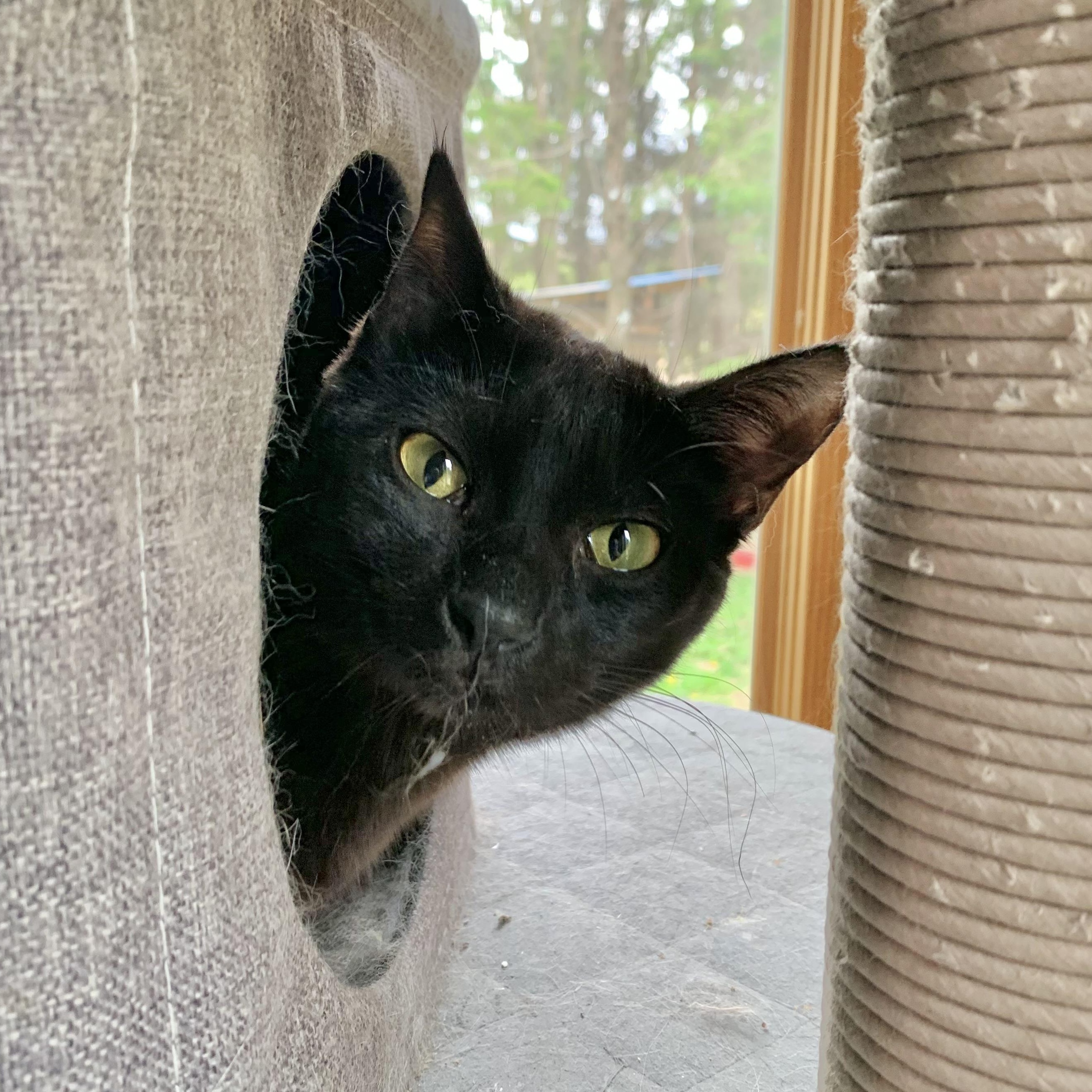 Coco, Adoptable, Young Female Domestic Short Hair.
