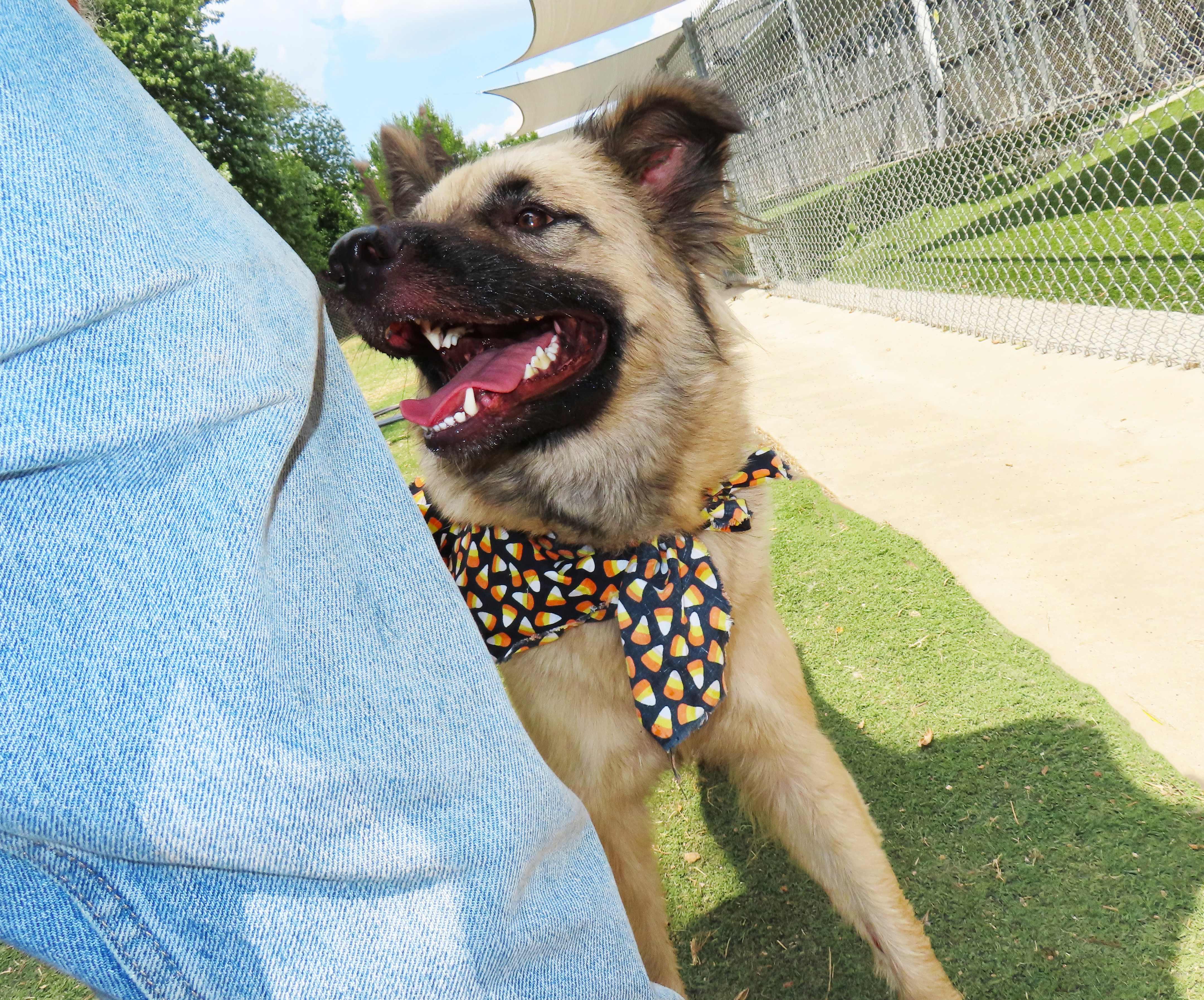 Enlarge Jamie Lee 26C-224, a ADOPTABLE German Shepherd Dog in Rogers, AR image 4/5