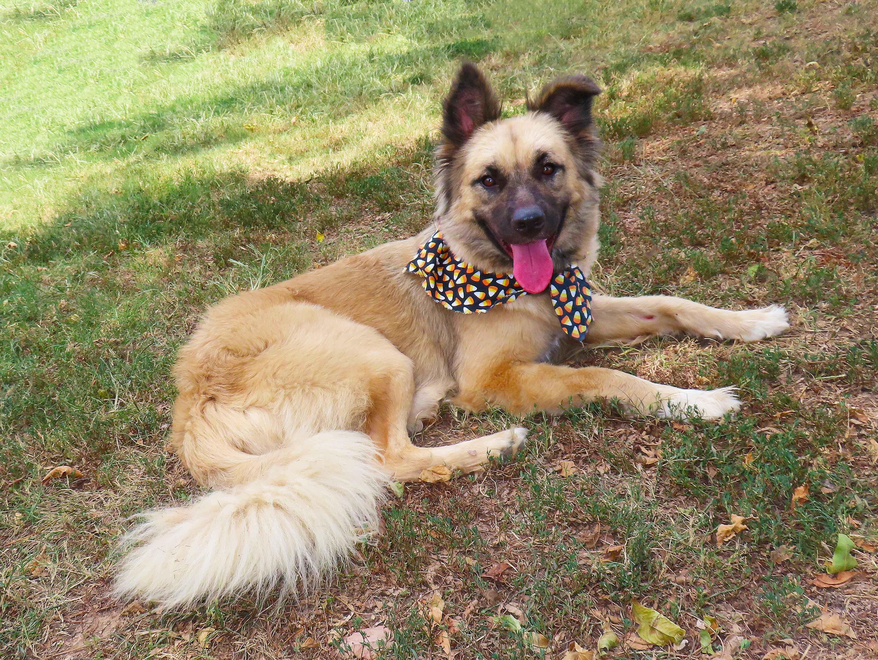 Enlarge Jamie Lee 26C-224, a ADOPTABLE German Shepherd Dog in Rogers, AR image 3/5