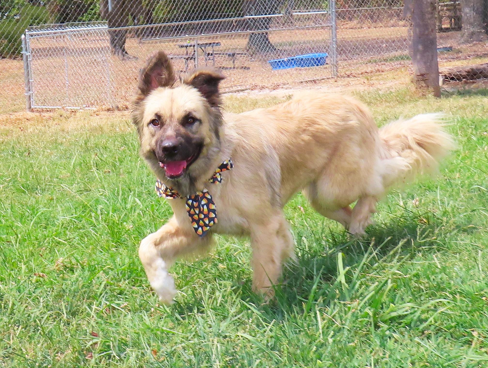 Enlarge Jamie Lee 26C-224, a ADOPTABLE German Shepherd Dog in Rogers, AR image 5/5