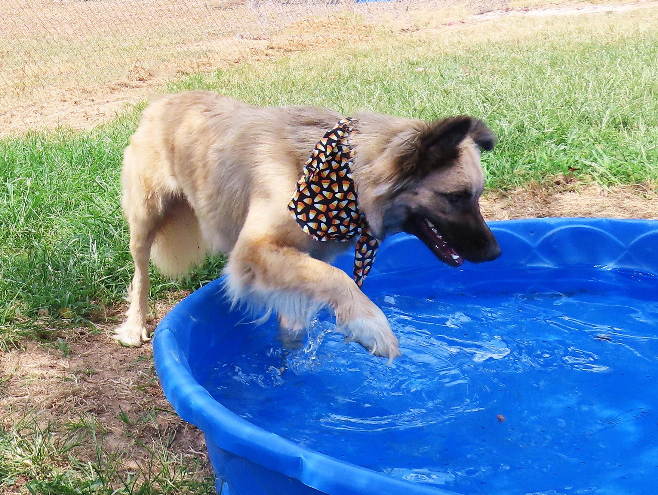 Enlarge Jamie Lee 26C-224, a ADOPTABLE German Shepherd Dog in Rogers, AR image 2/5