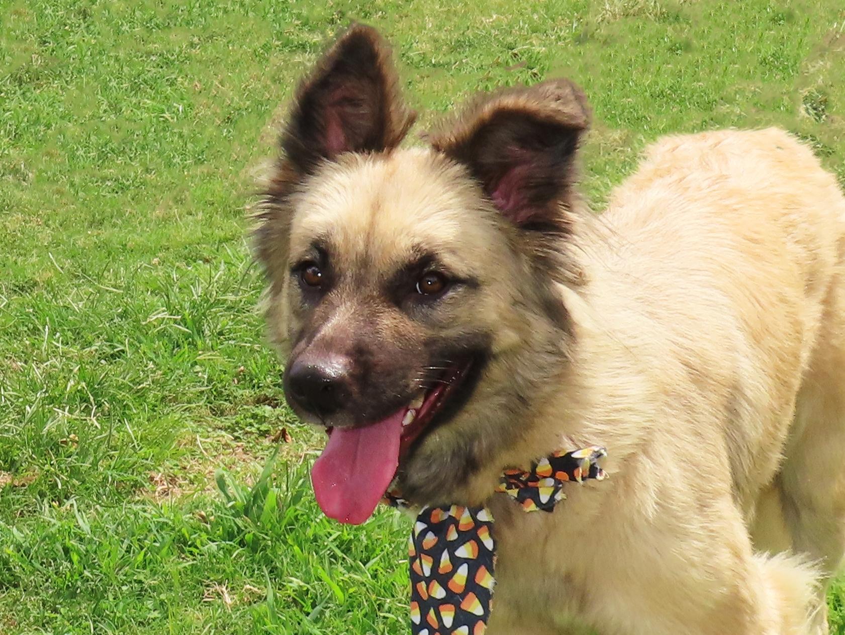 Jamie Lee 26C-224, ADOPTABLE, Young Female German Shepherd Dog.