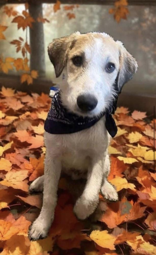Spot, Adoptable, Puppy Male Bernese Mountain Dog & Poodle.