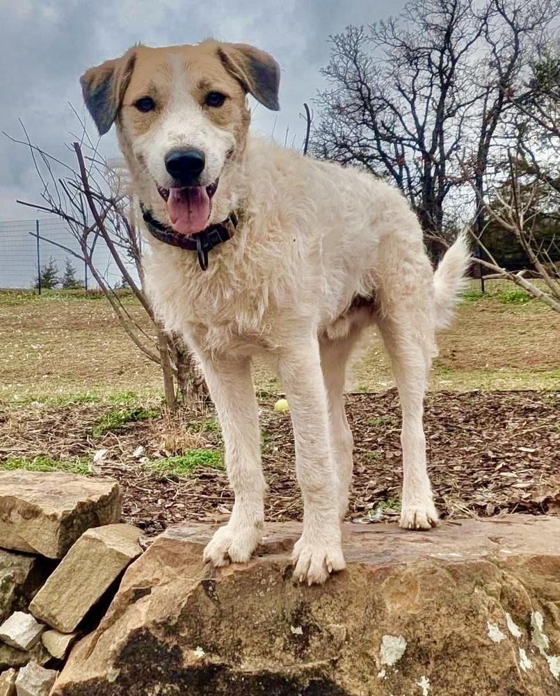 Spot, Adoptable, Puppy Male Bernese Mountain Dog & Poodle.