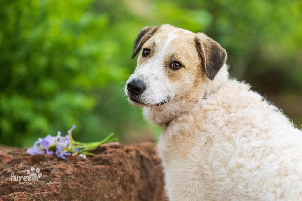 Enlarge Spot, a Adoptable mixed breed in Shawnee, OK image 2/6