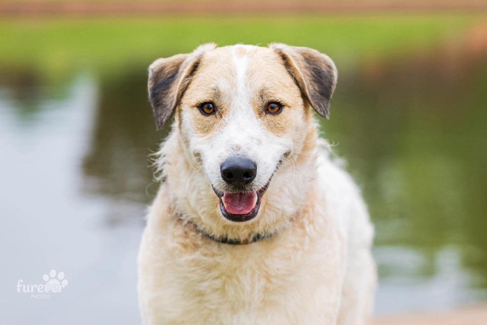 Enlarge Spot, a Adoptable mixed breed in Shawnee, OK image 3/6