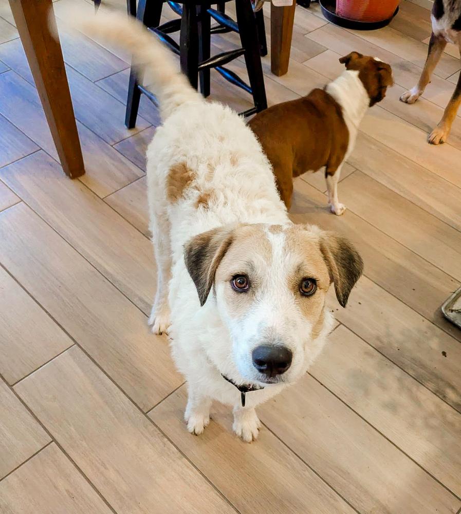 Enlarge Spot, a Adoptable mixed breed in Shawnee, OK image 2/2