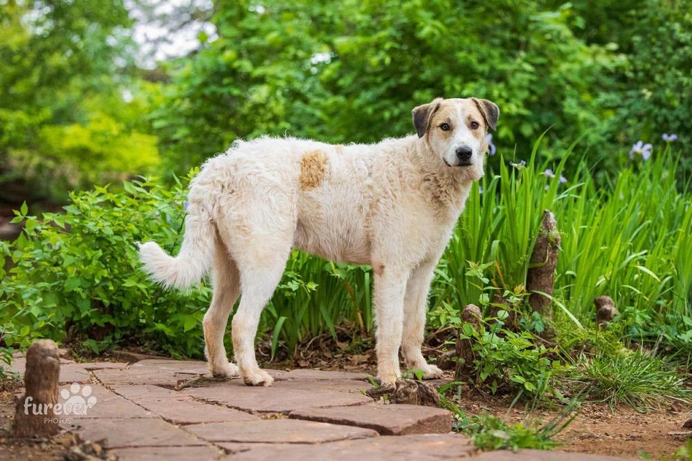 Enlarge Spot, a Adoptable mixed breed in Shawnee, OK image 4/6